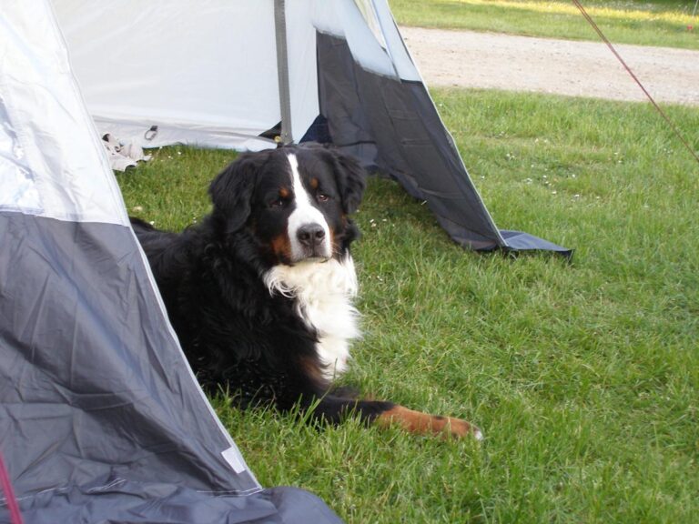 Camping mit Hund