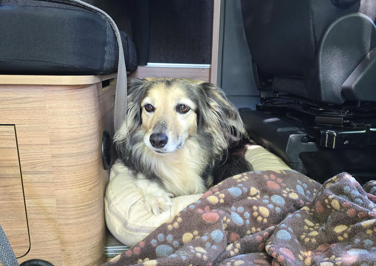 Hund-im-Wohnmobil